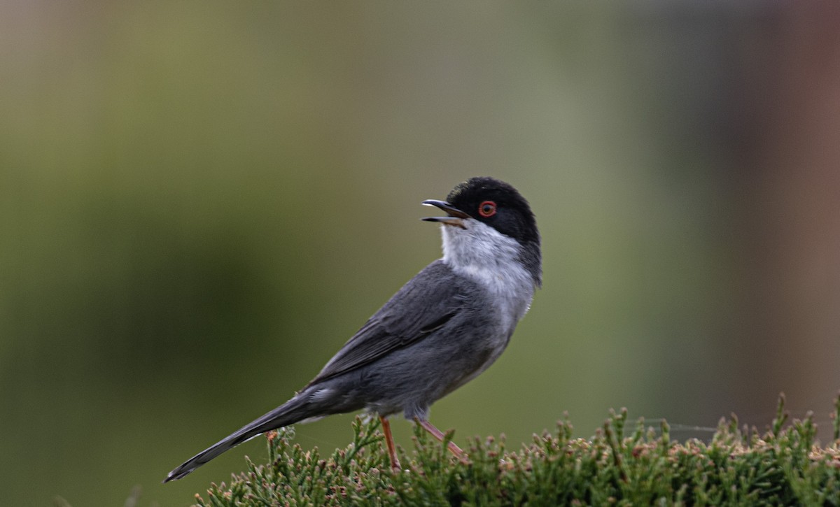 Sardinian Warbler - ML618032284