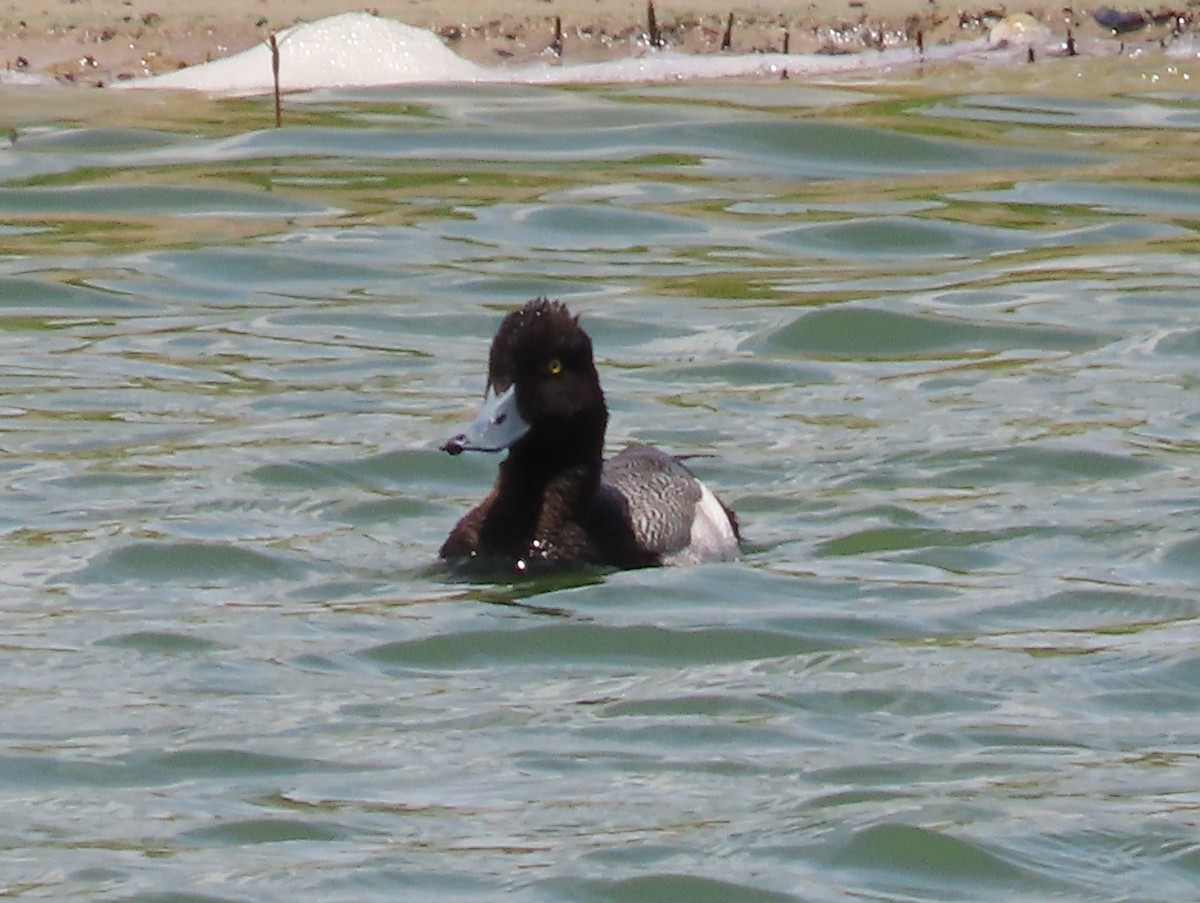 Lesser Scaup - Ruth Bergstrom