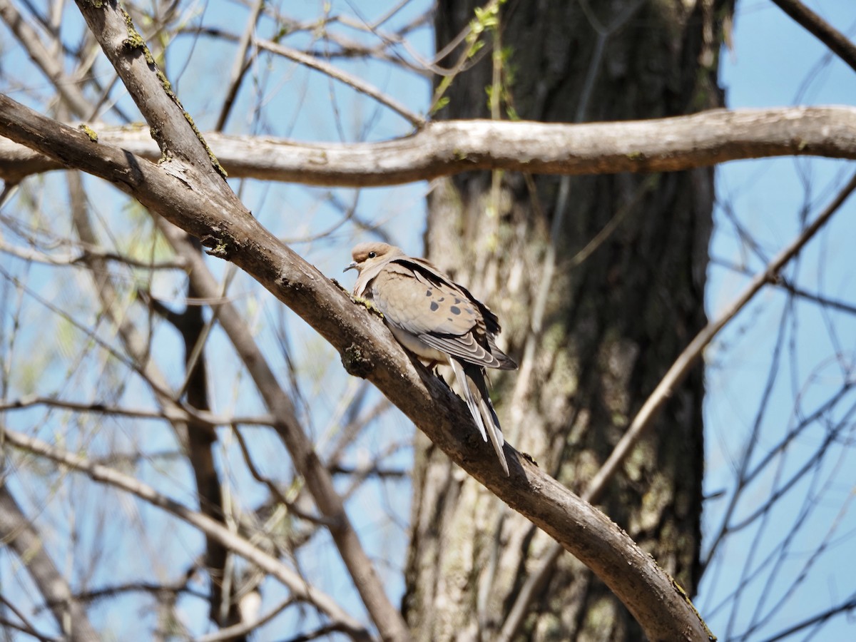 Mourning Dove - ML618032303