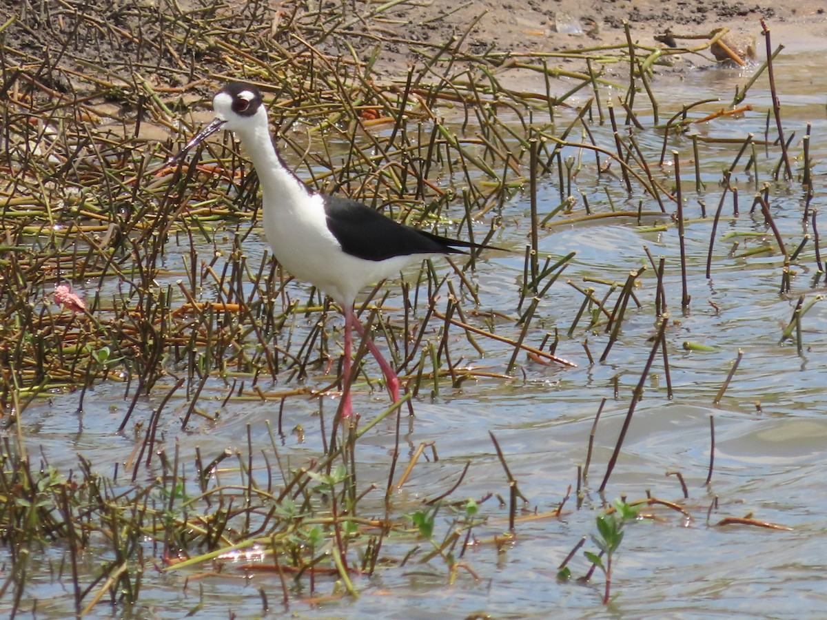 Black-necked Stilt - ML618032305