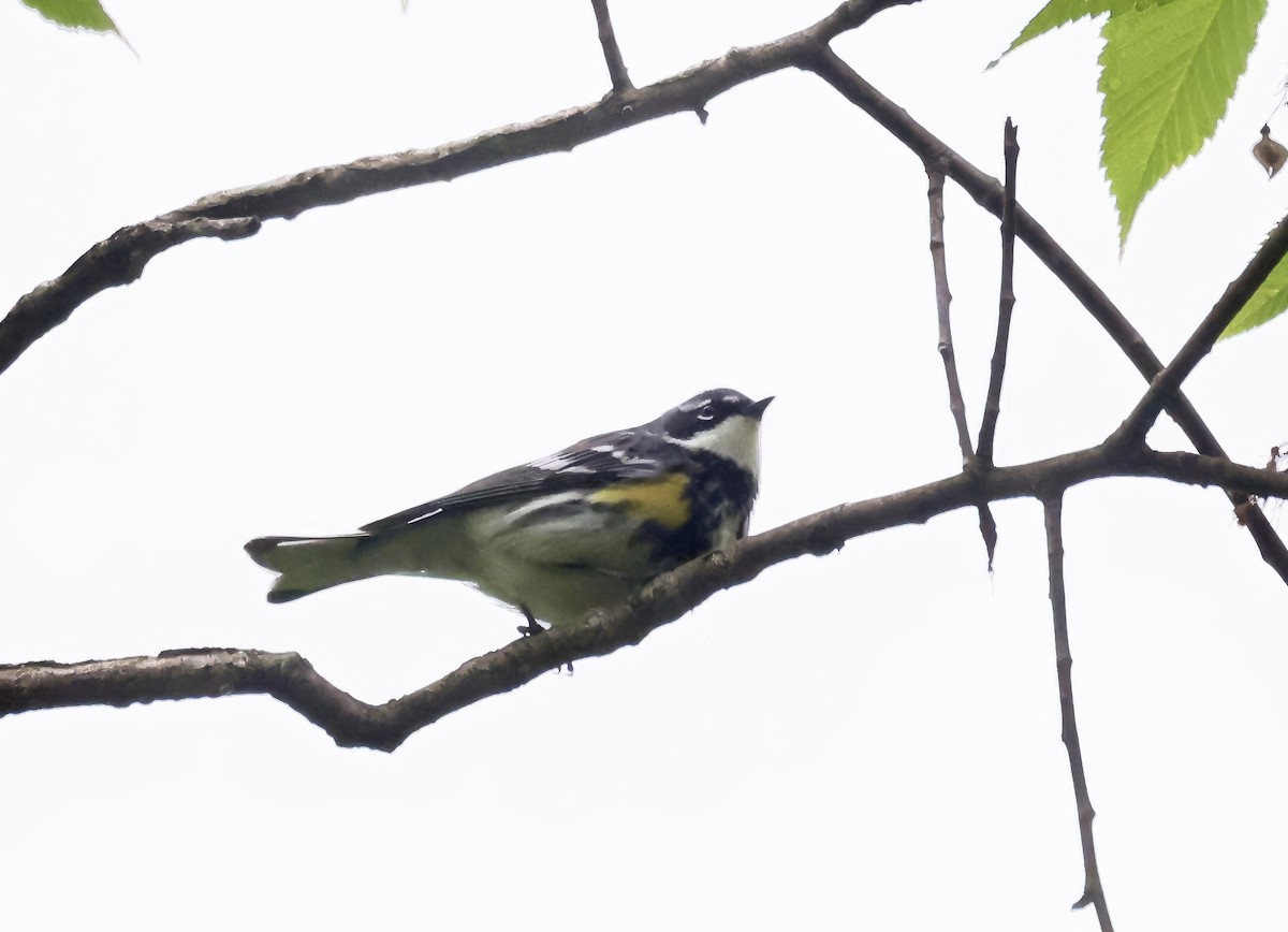 Yellow-rumped Warbler - Anne Bielamowicz