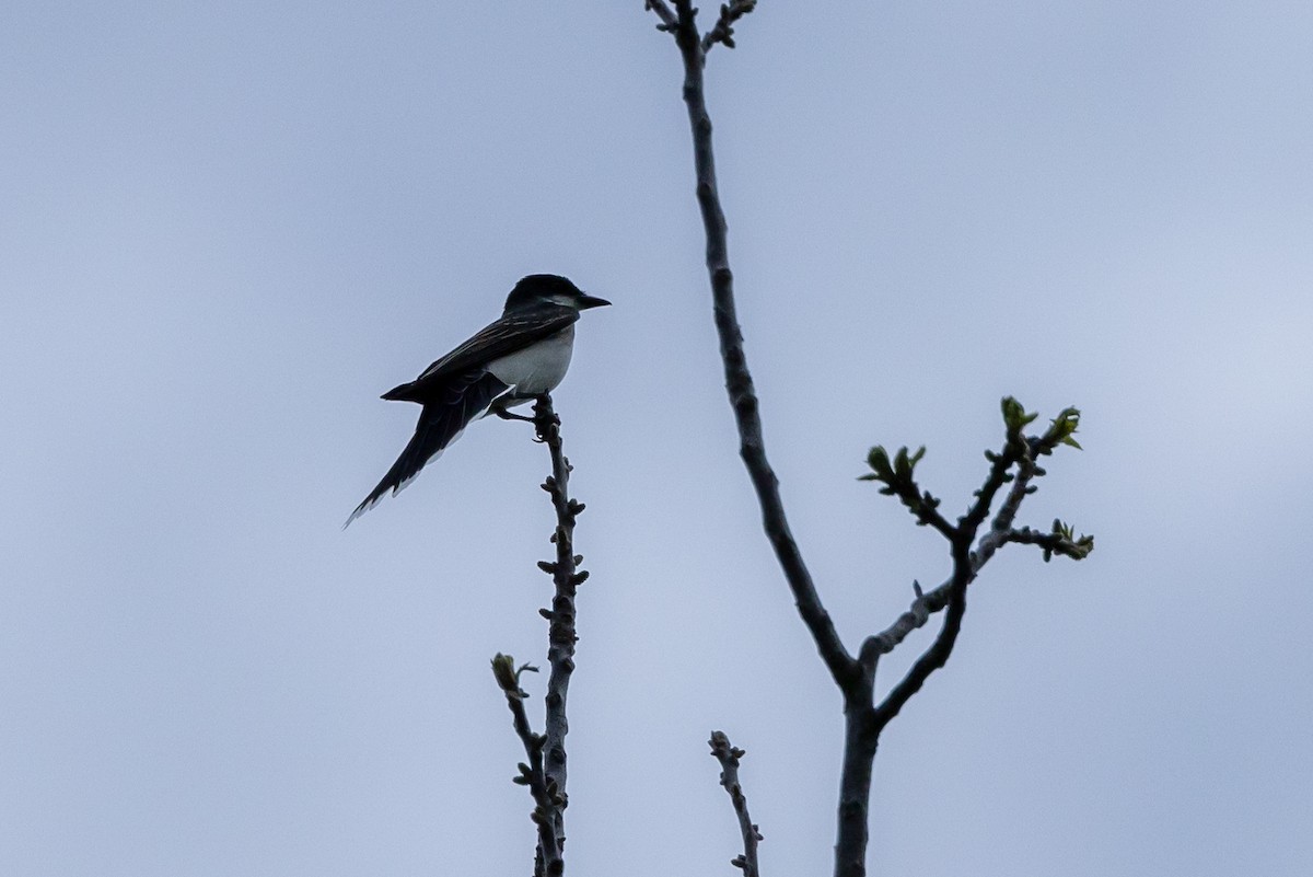 Eastern Kingbird - Robin Janson