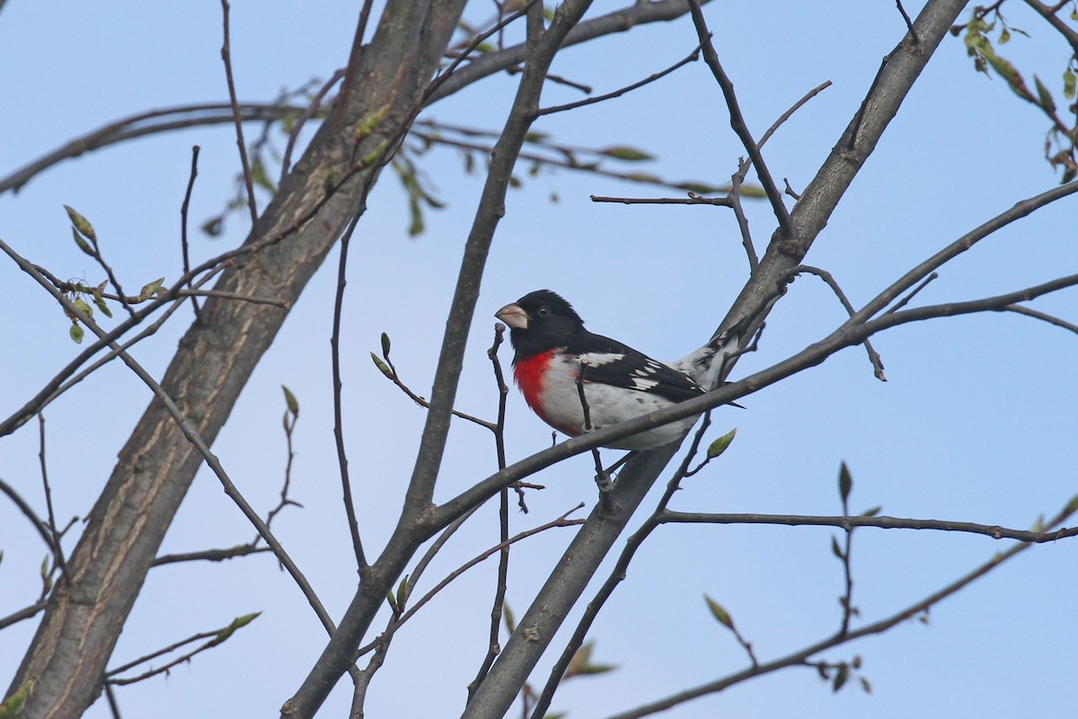 Rose-breasted Grosbeak - Geoffrey A. Williamson