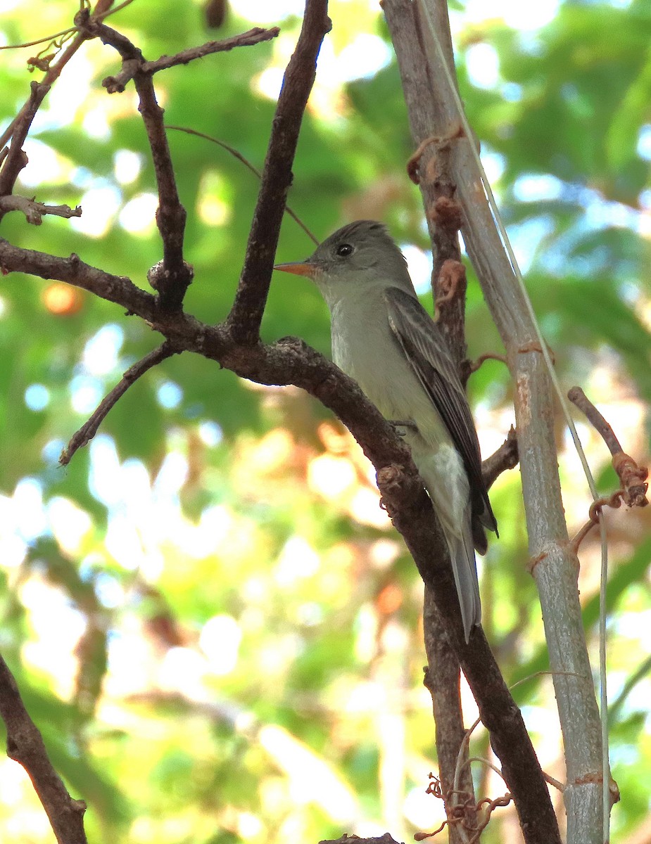 Eastern Wood-Pewee - ML618032415