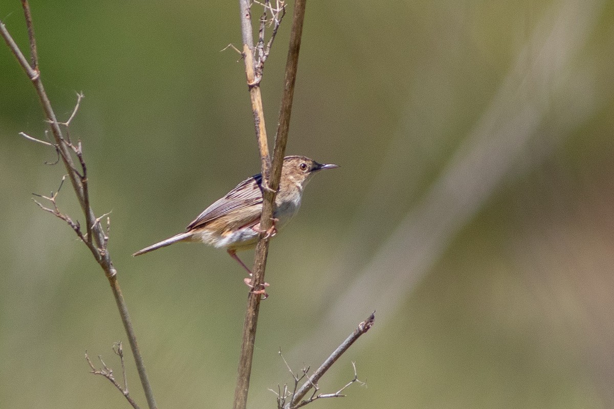 Zitting Cisticola - ML618032424