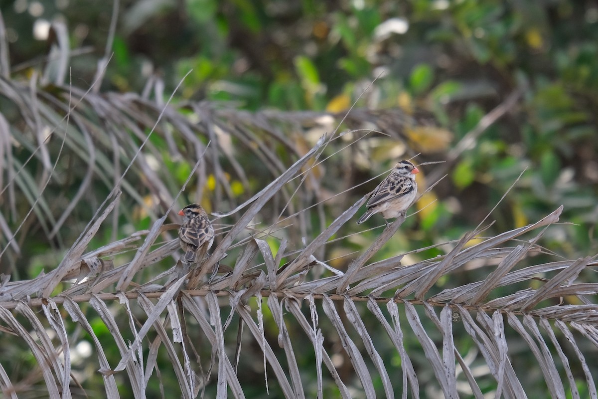 Pin-tailed Whydah - ML618032430