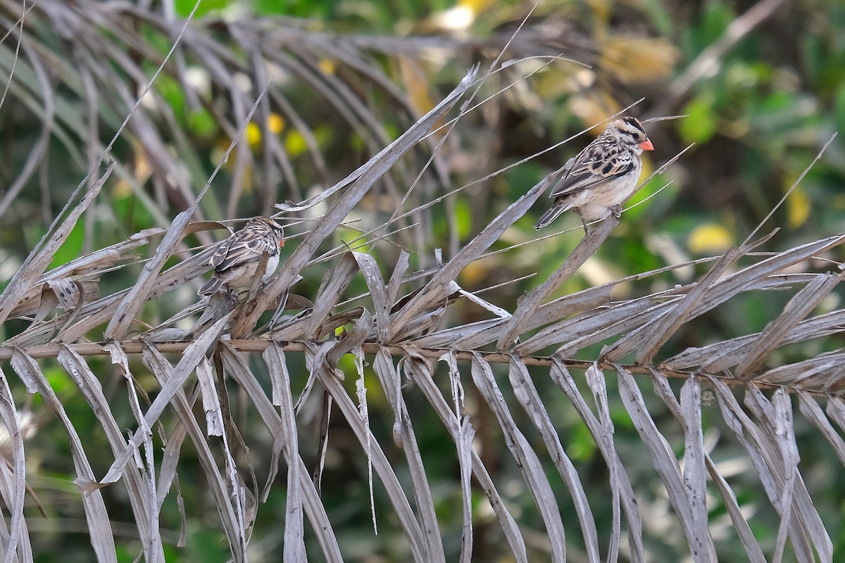 Pin-tailed Whydah - ML618032431