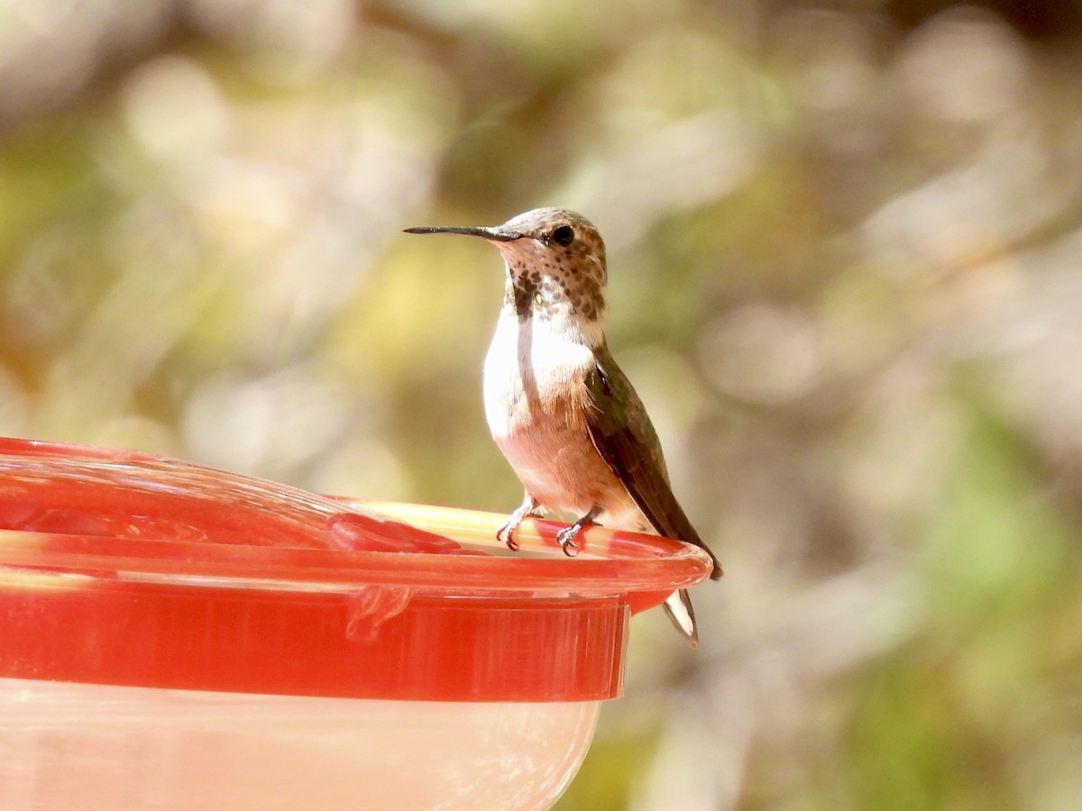 Rufous Hummingbird - ML618032433