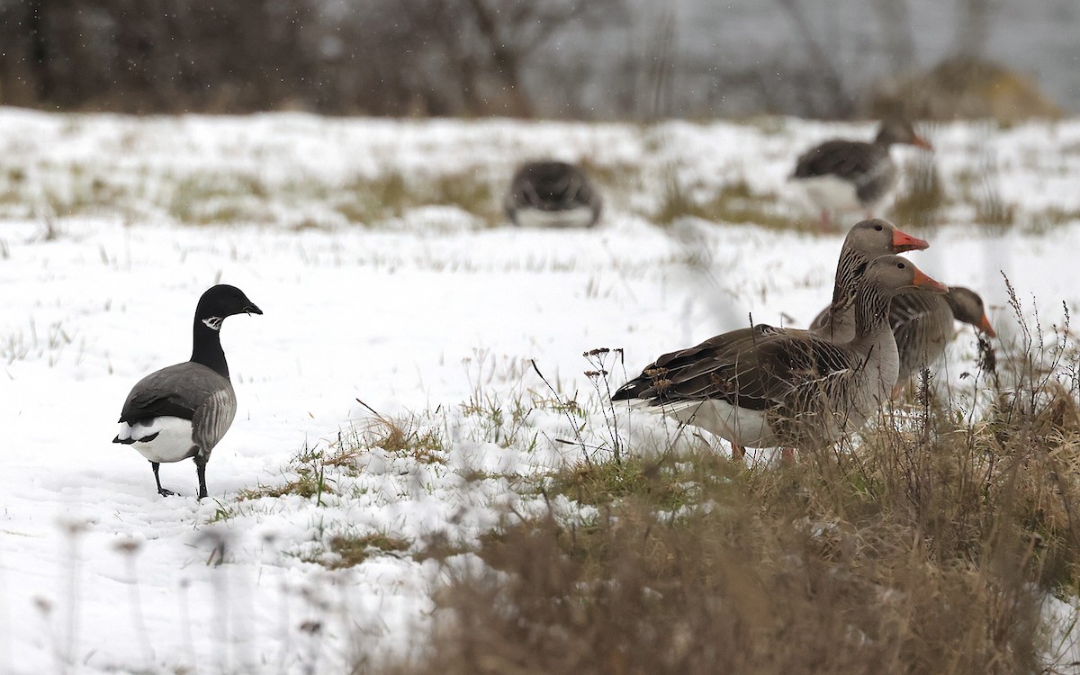 Brant - ML618032466