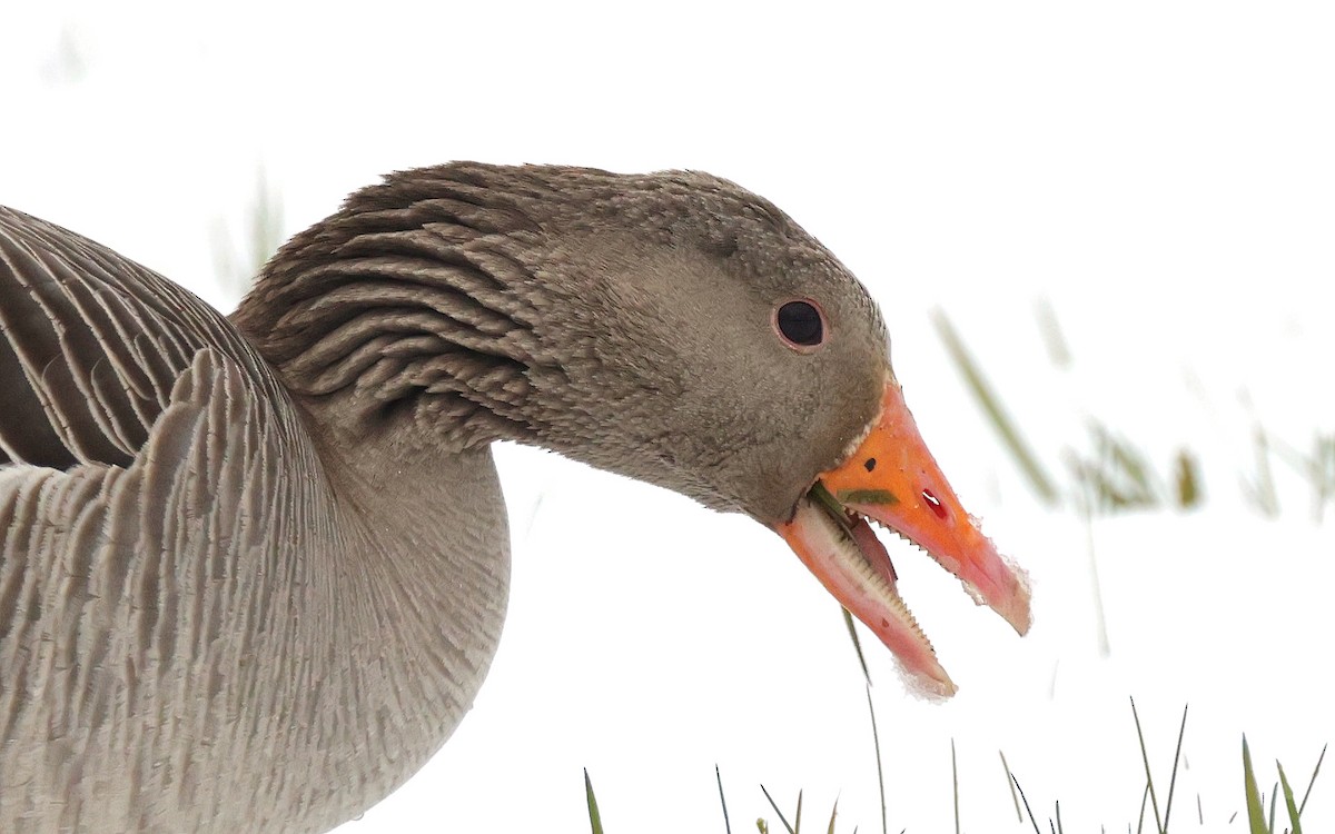 Graylag Goose - ML618032478