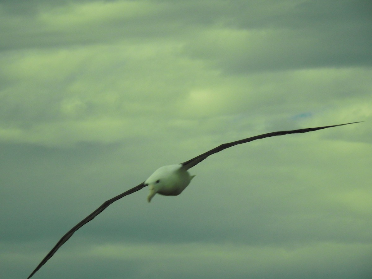 Northern Royal Albatross - ML618032481