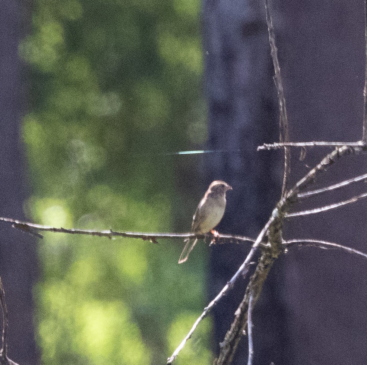 Bachman's Sparrow - ML618032487