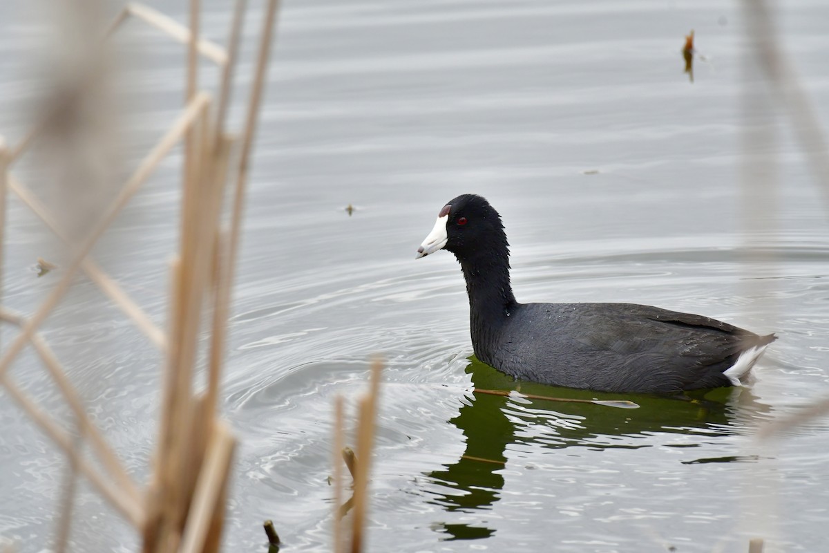 American Coot - ML618032564