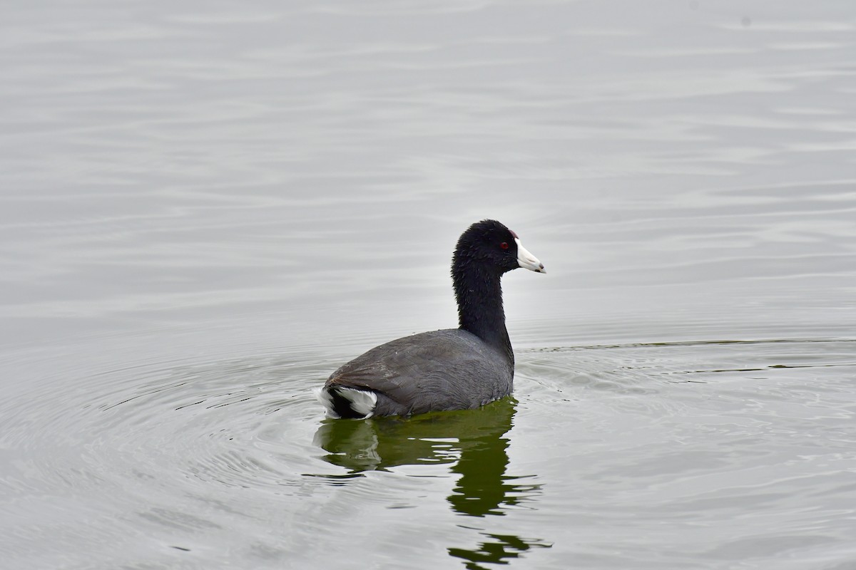 American Coot - ML618032566