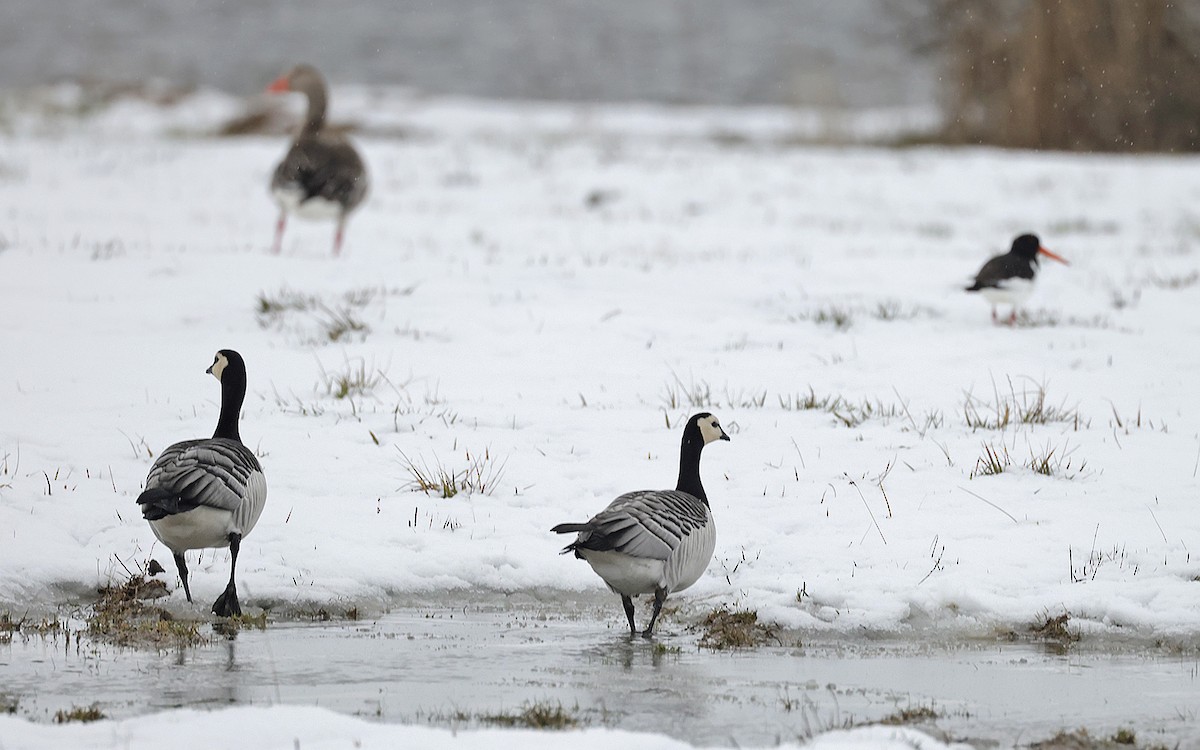 Barnacle Goose - ML618032633