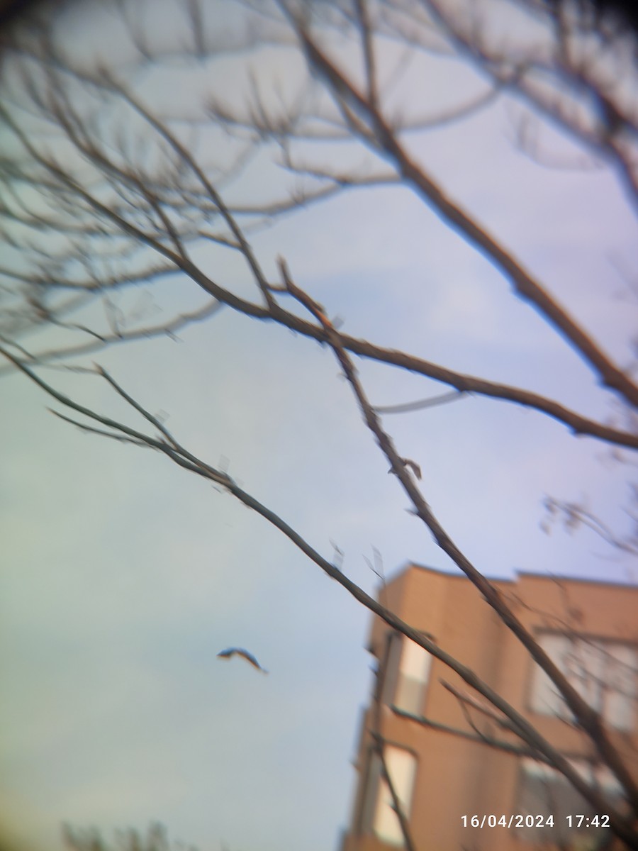 Red-tailed Hawk - Santhosh D T