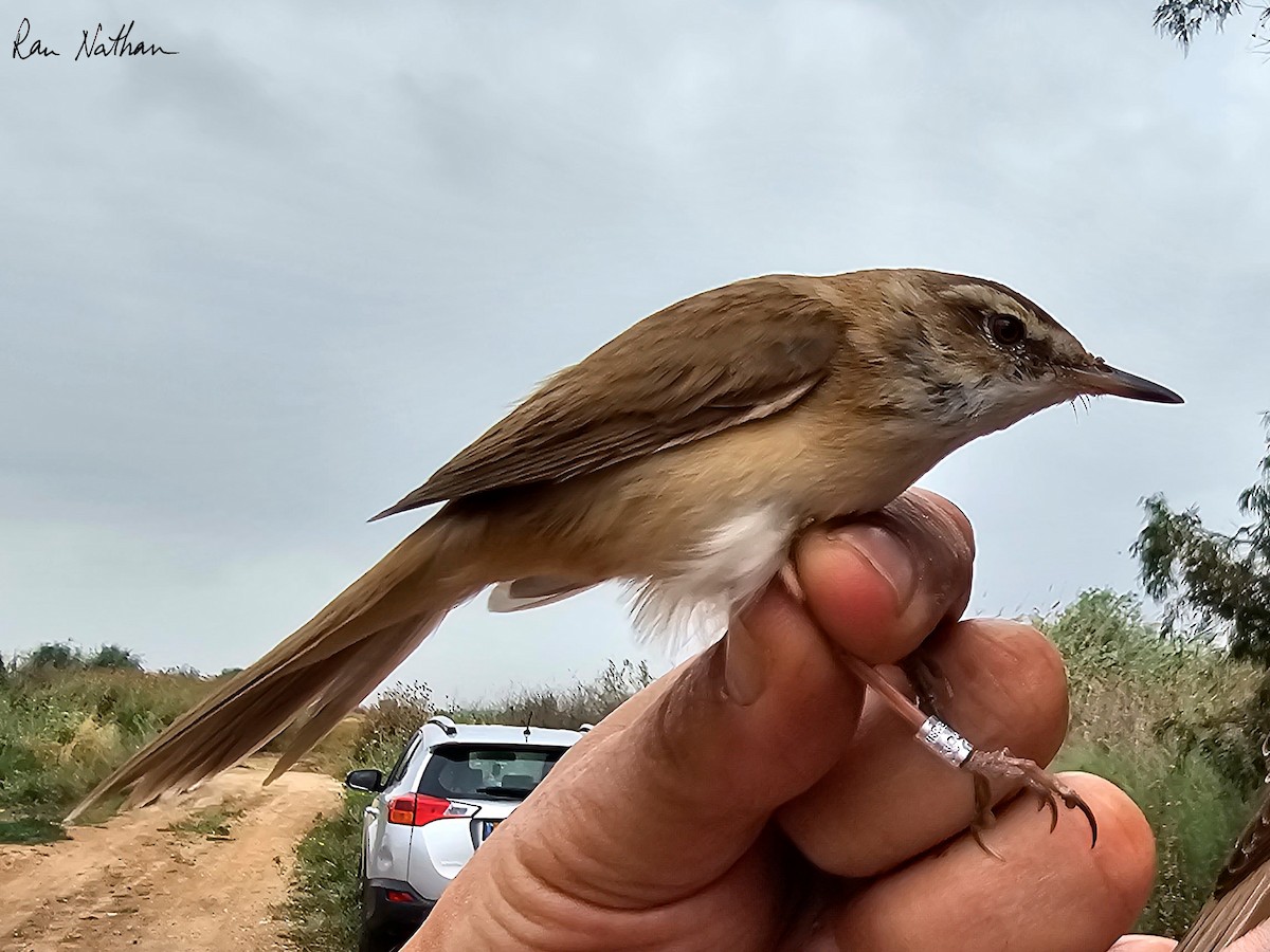 Paddyfield Warbler - ML618032693