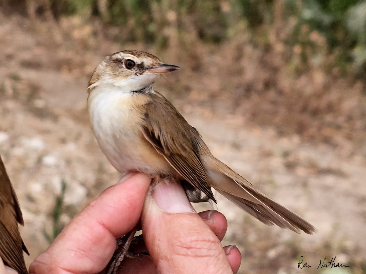 Paddyfield Warbler - ML618032708