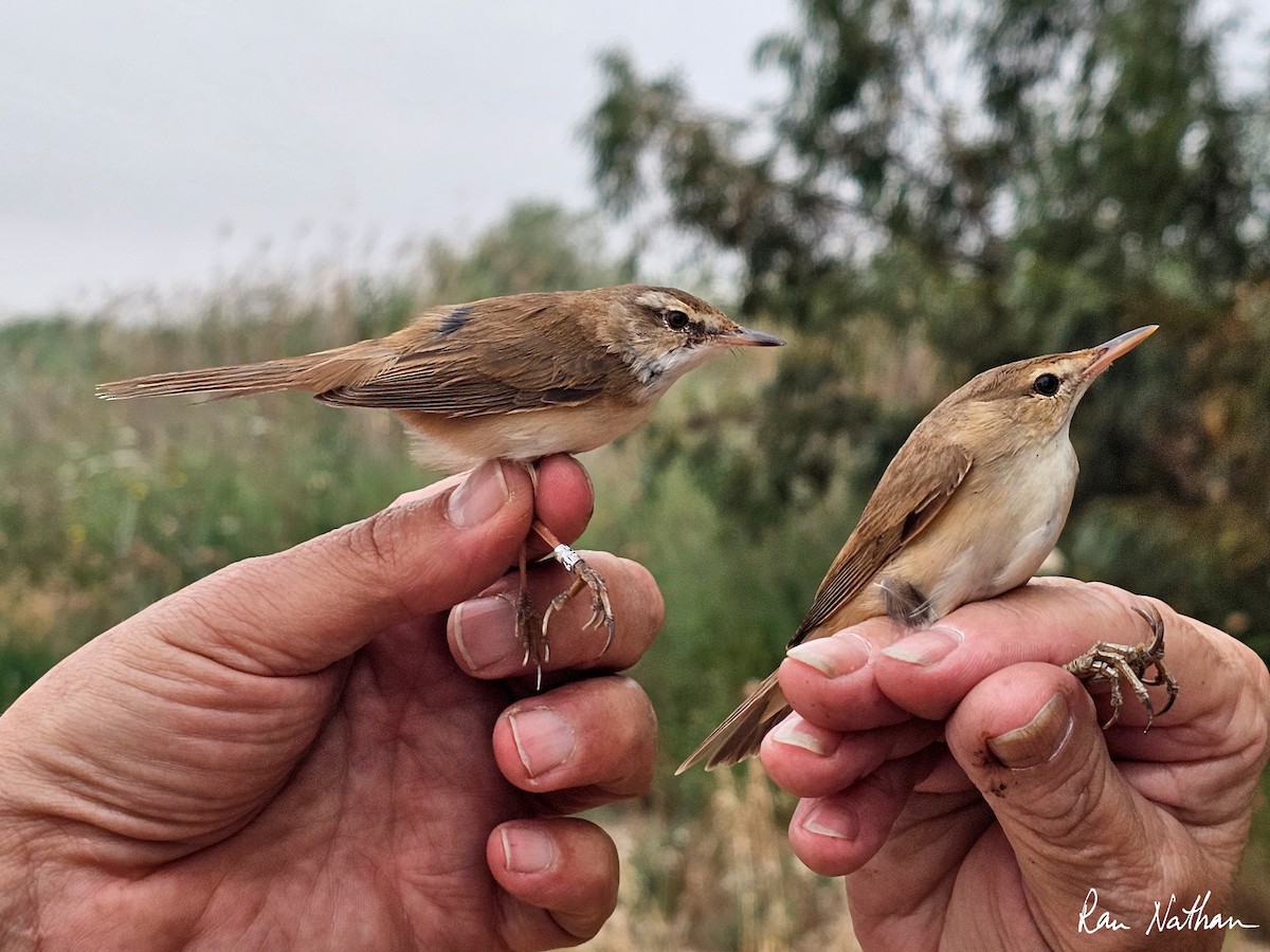 Paddyfield Warbler - ML618032713