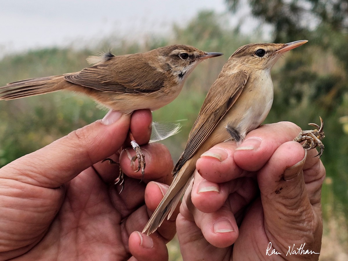 Paddyfield Warbler - ML618032714