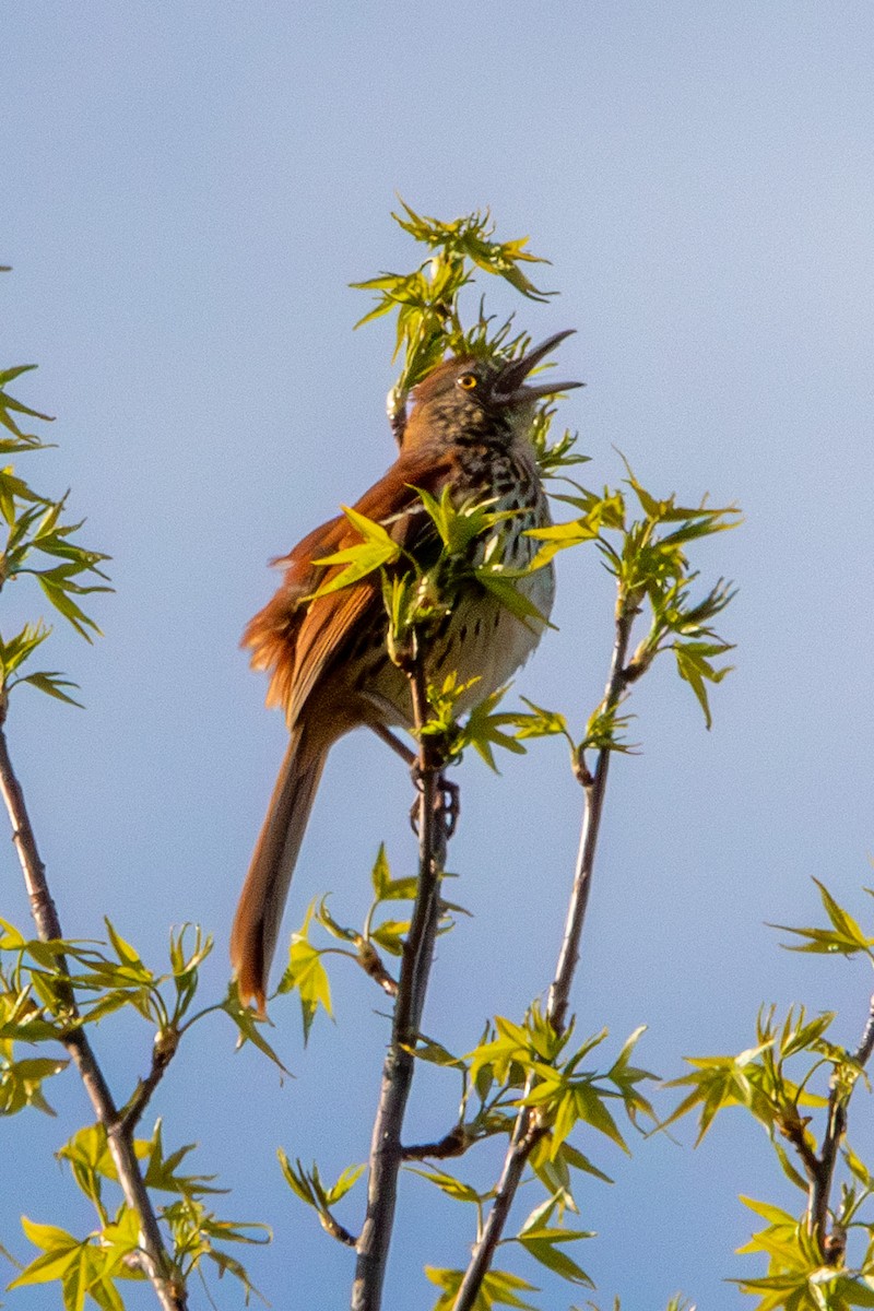 Brown Thrasher - Daniel Day