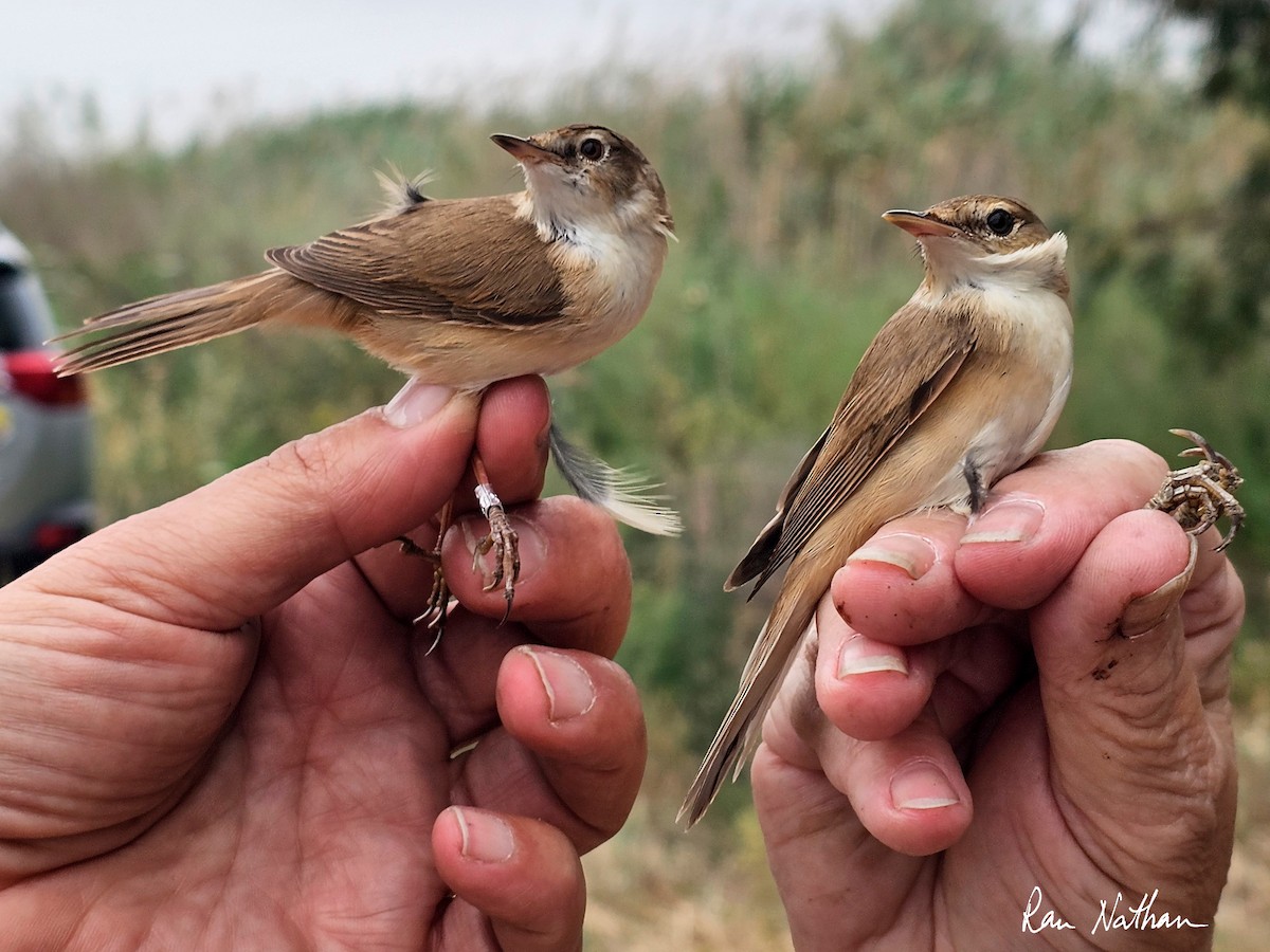 Paddyfield Warbler - ML618032718