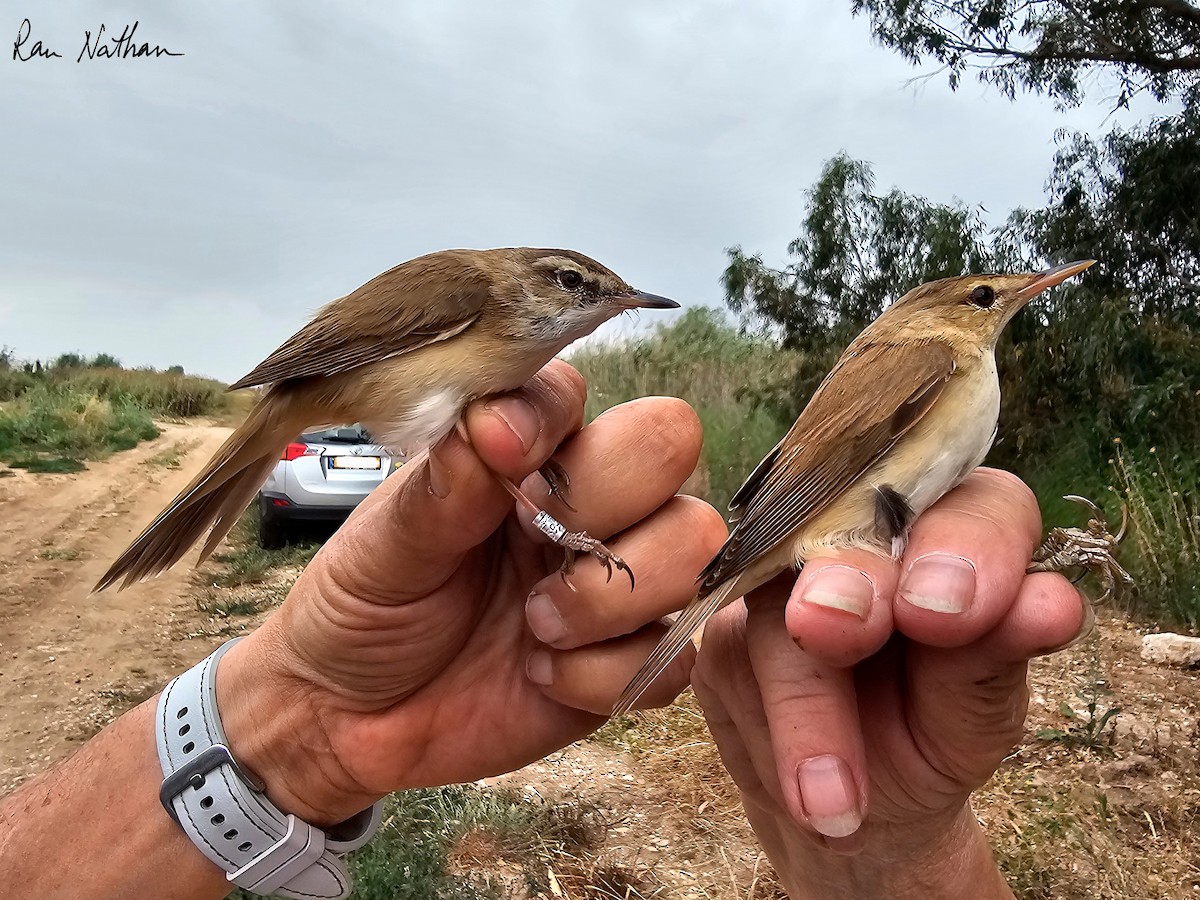 Paddyfield Warbler - ML618032719