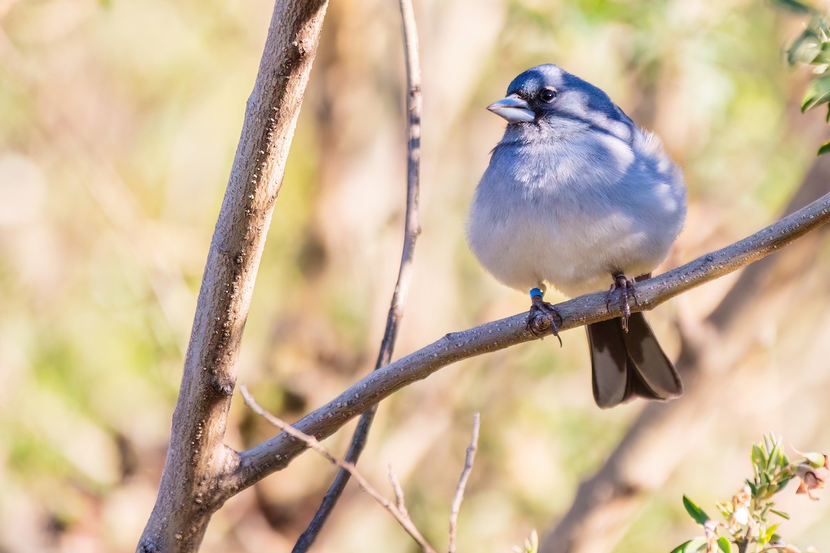 Gran Canaria Blue Chaffinch - ML618032734