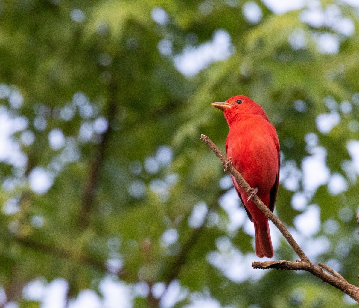 Summer Tanager - ML618032753