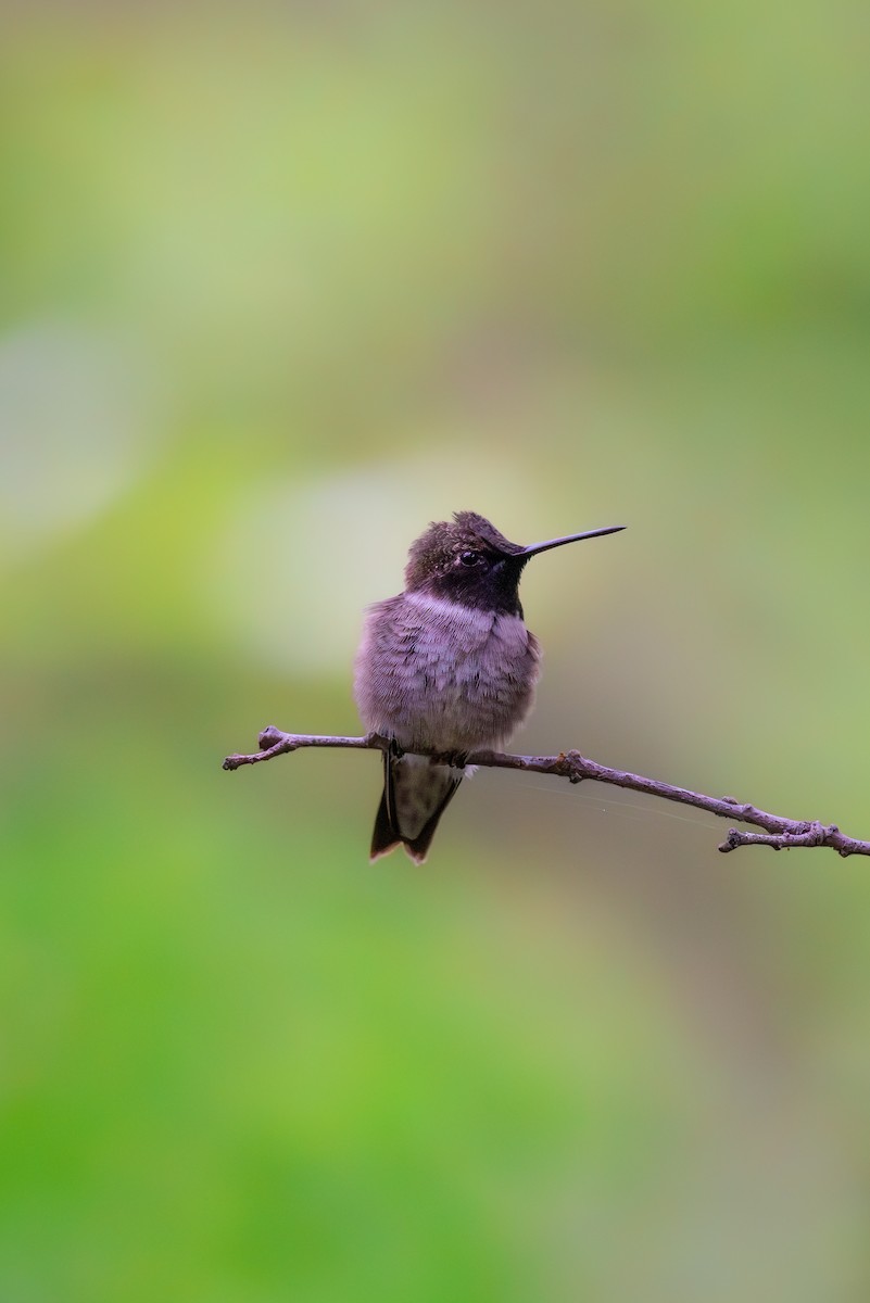 Black-chinned Hummingbird - William Weaver