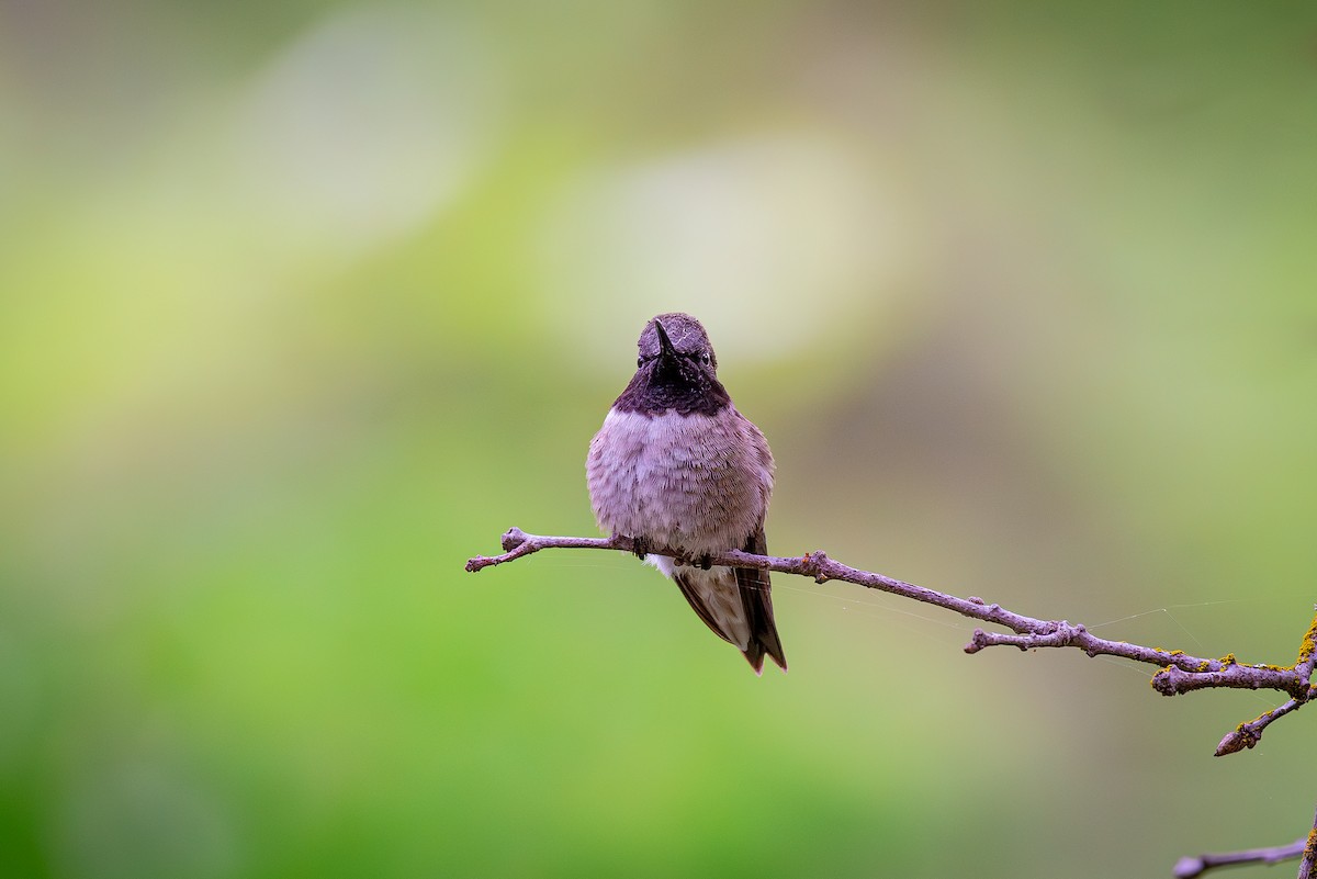 Black-chinned Hummingbird - William Weaver