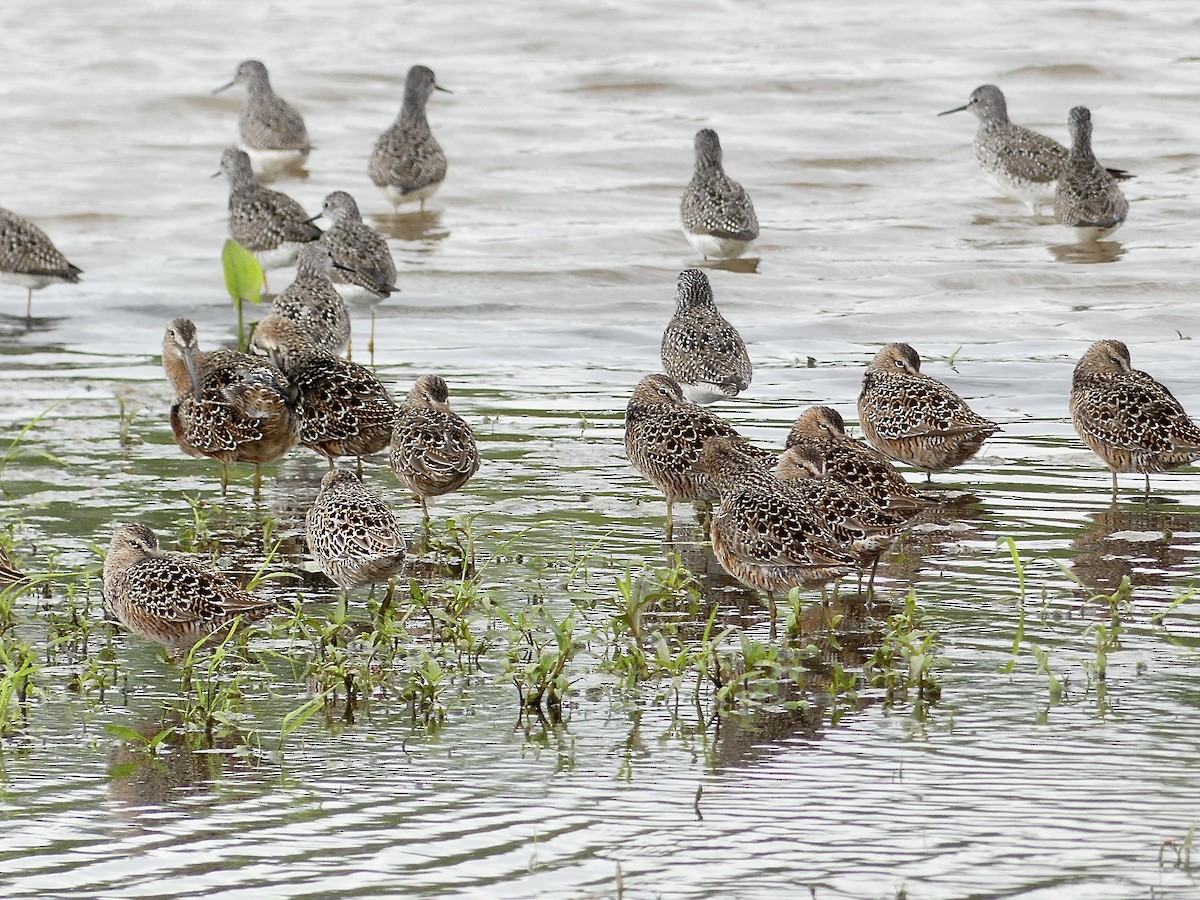 Long-billed Dowitcher - ML618032785