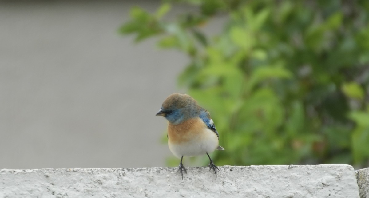 Lazuli Bunting - ML618032823