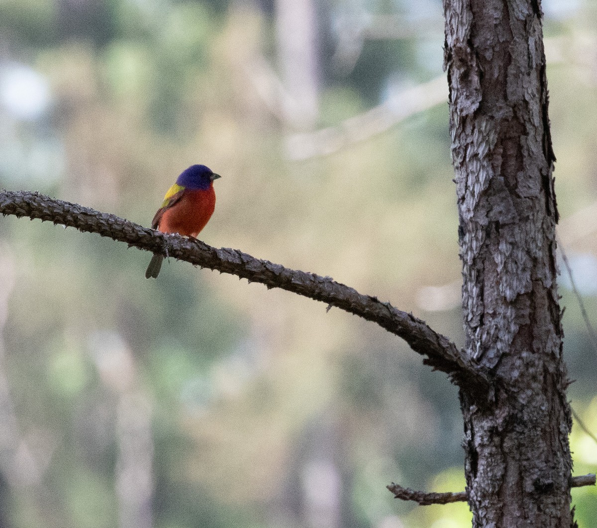 Painted Bunting - Jack Bruce