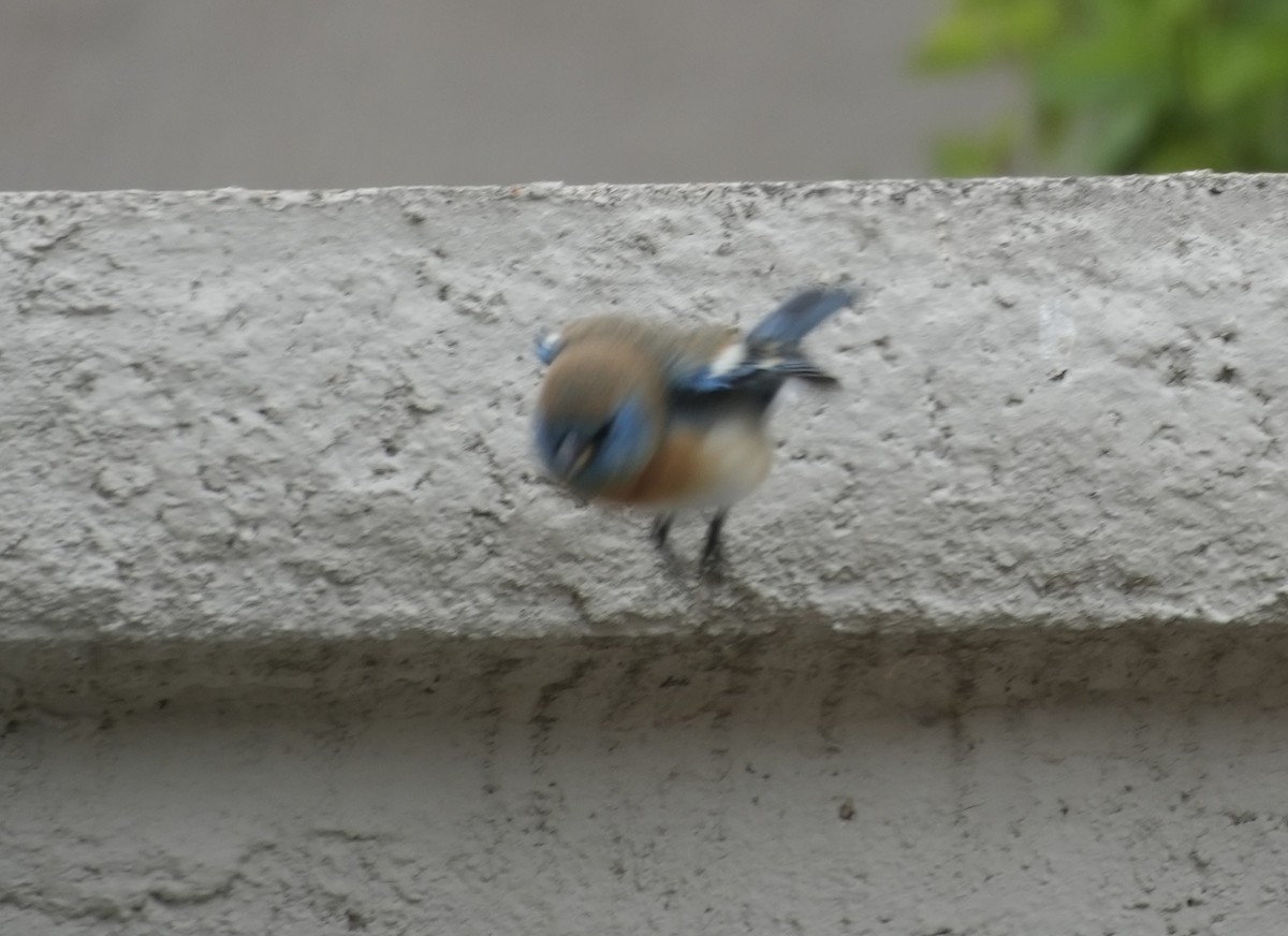 Lazuli Bunting - ML618032832