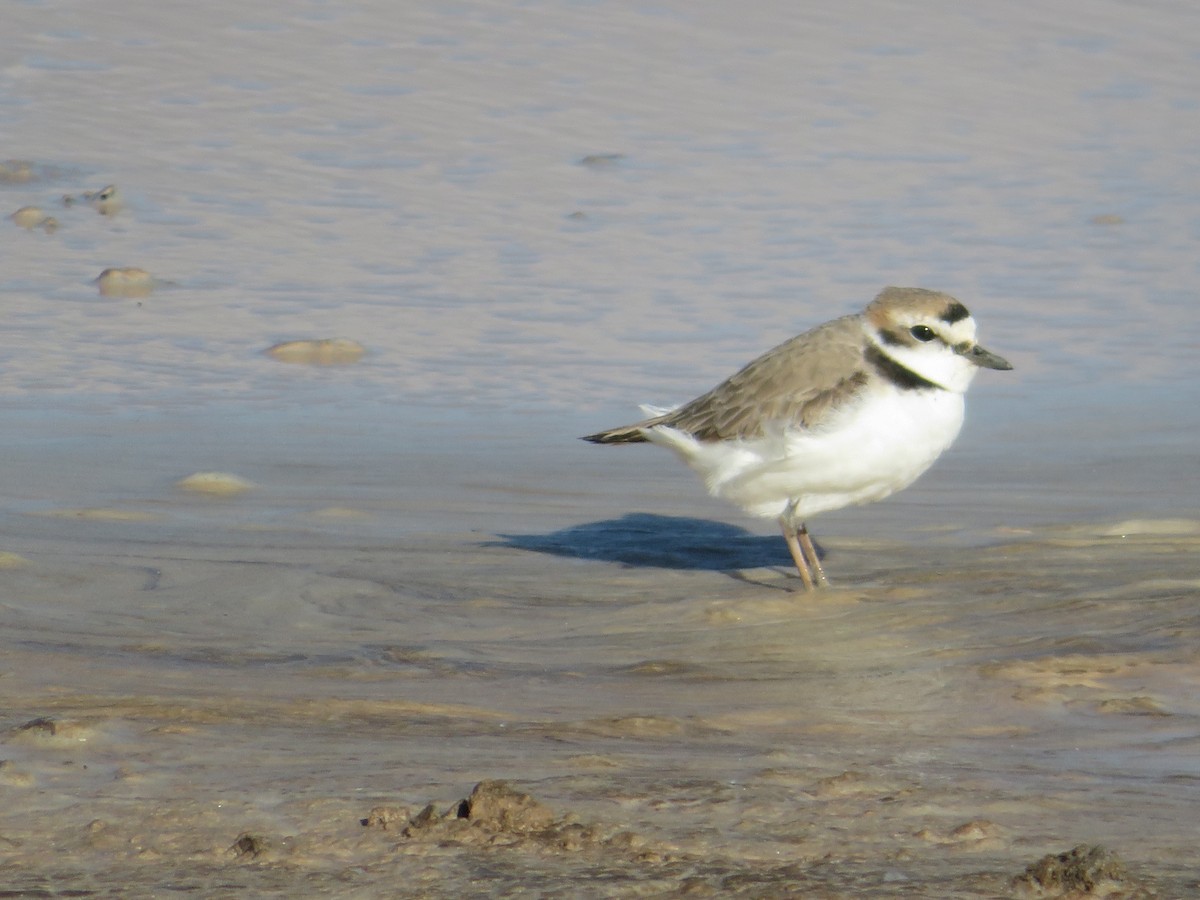 Snowy Plover - ML618032840