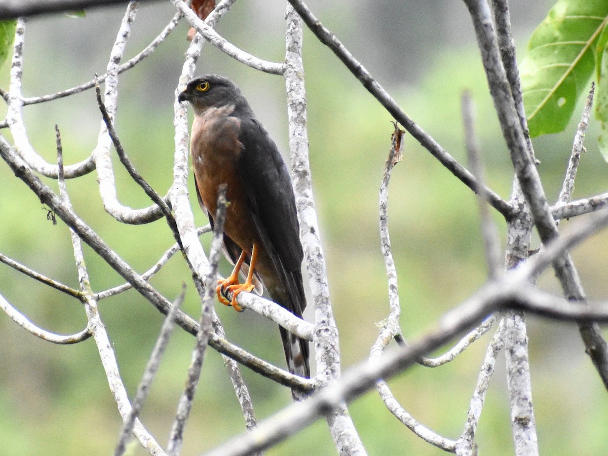 Sharp-shinned Hawk - Andres Martinez D