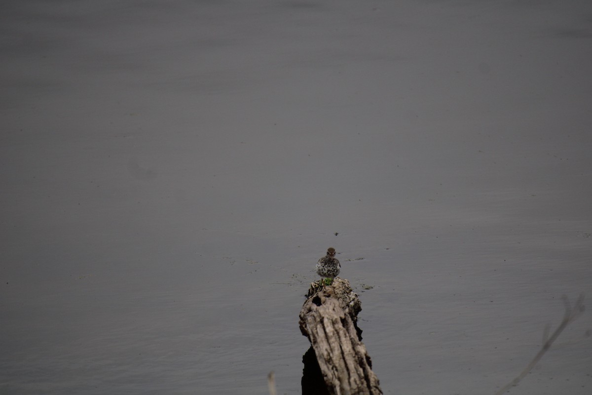 Spotted Sandpiper - ML618032868