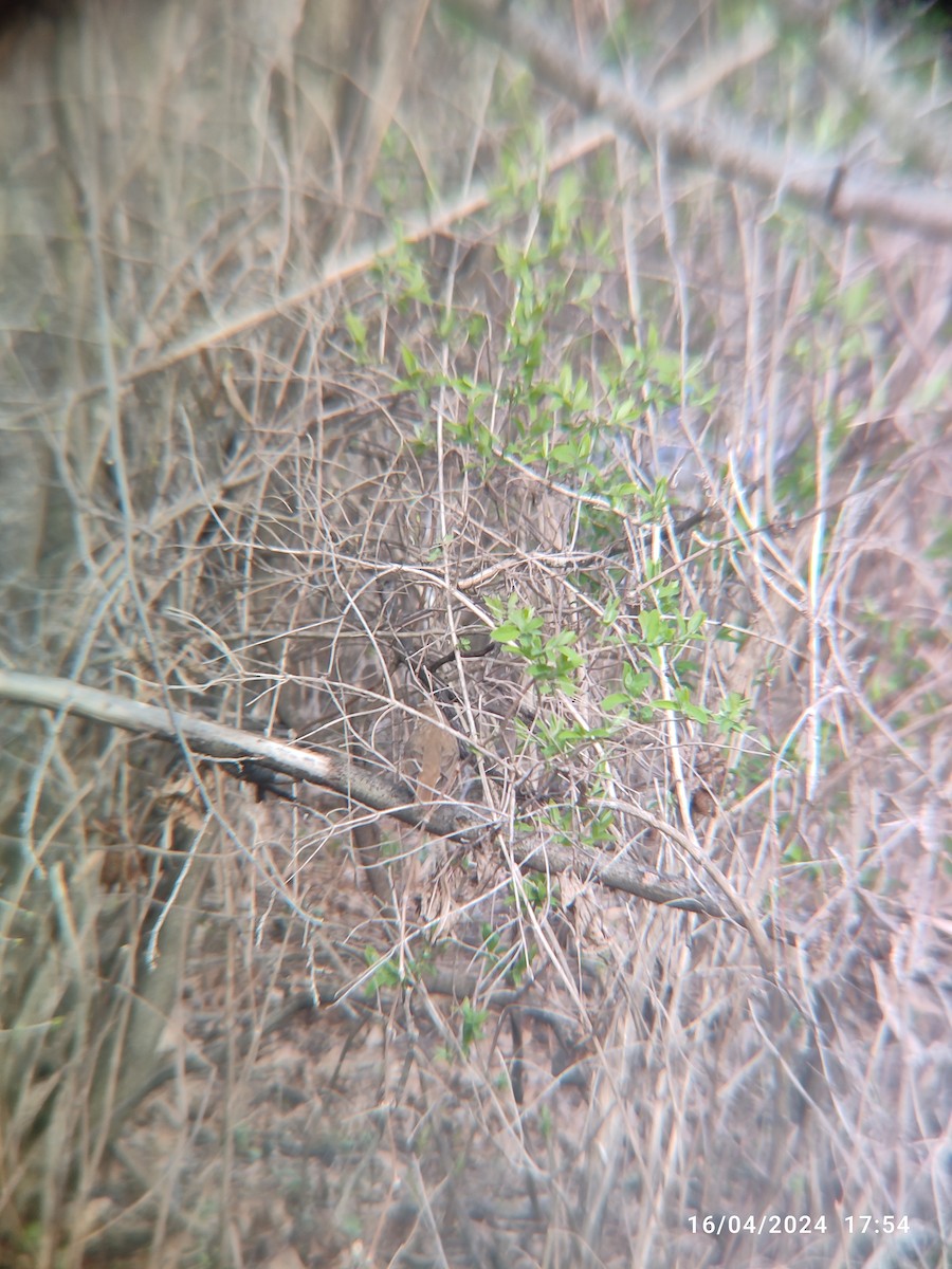 Hermit Thrush - Santhosh D T