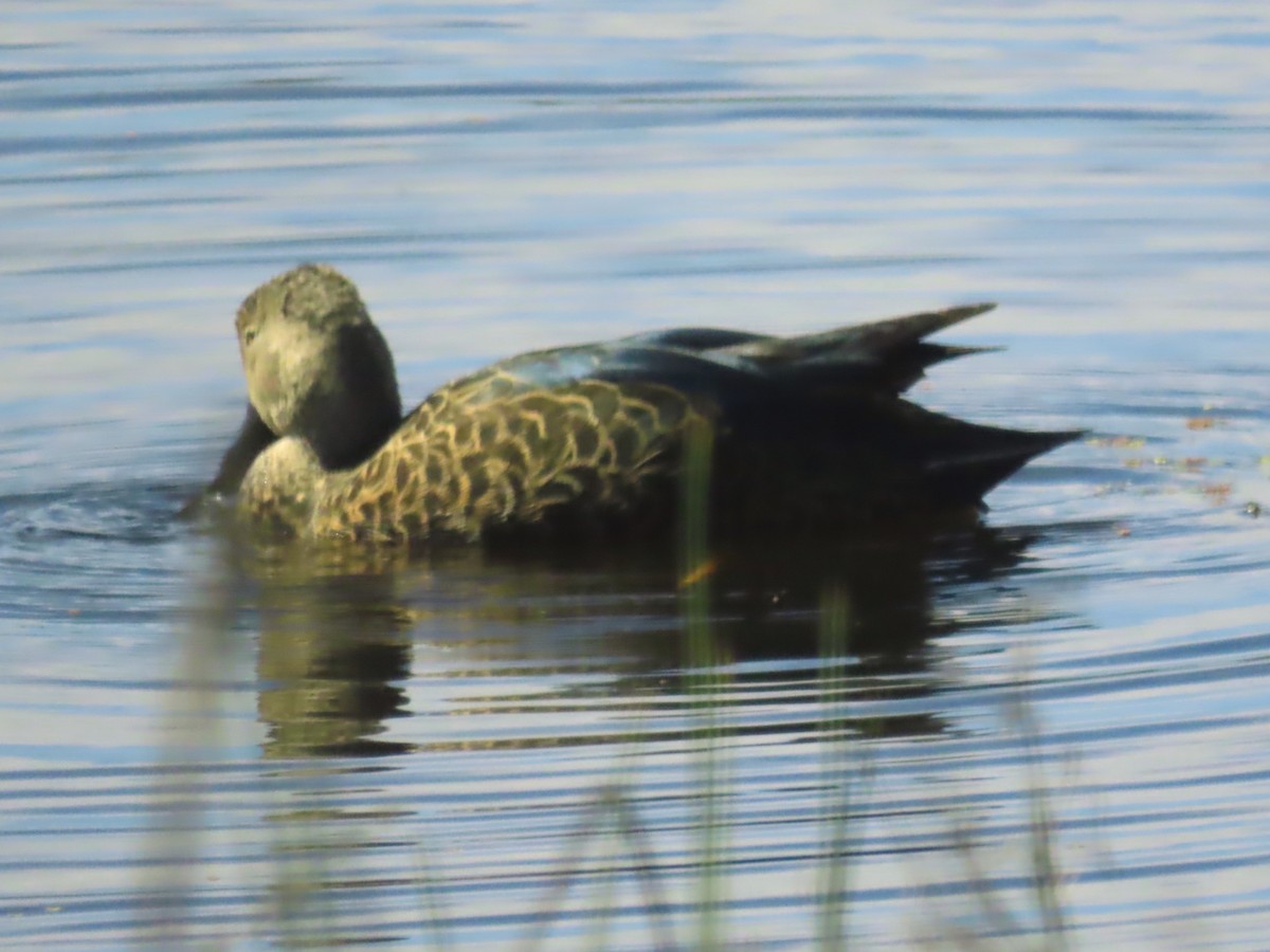 Cape Shoveler - Ursula  Mitra