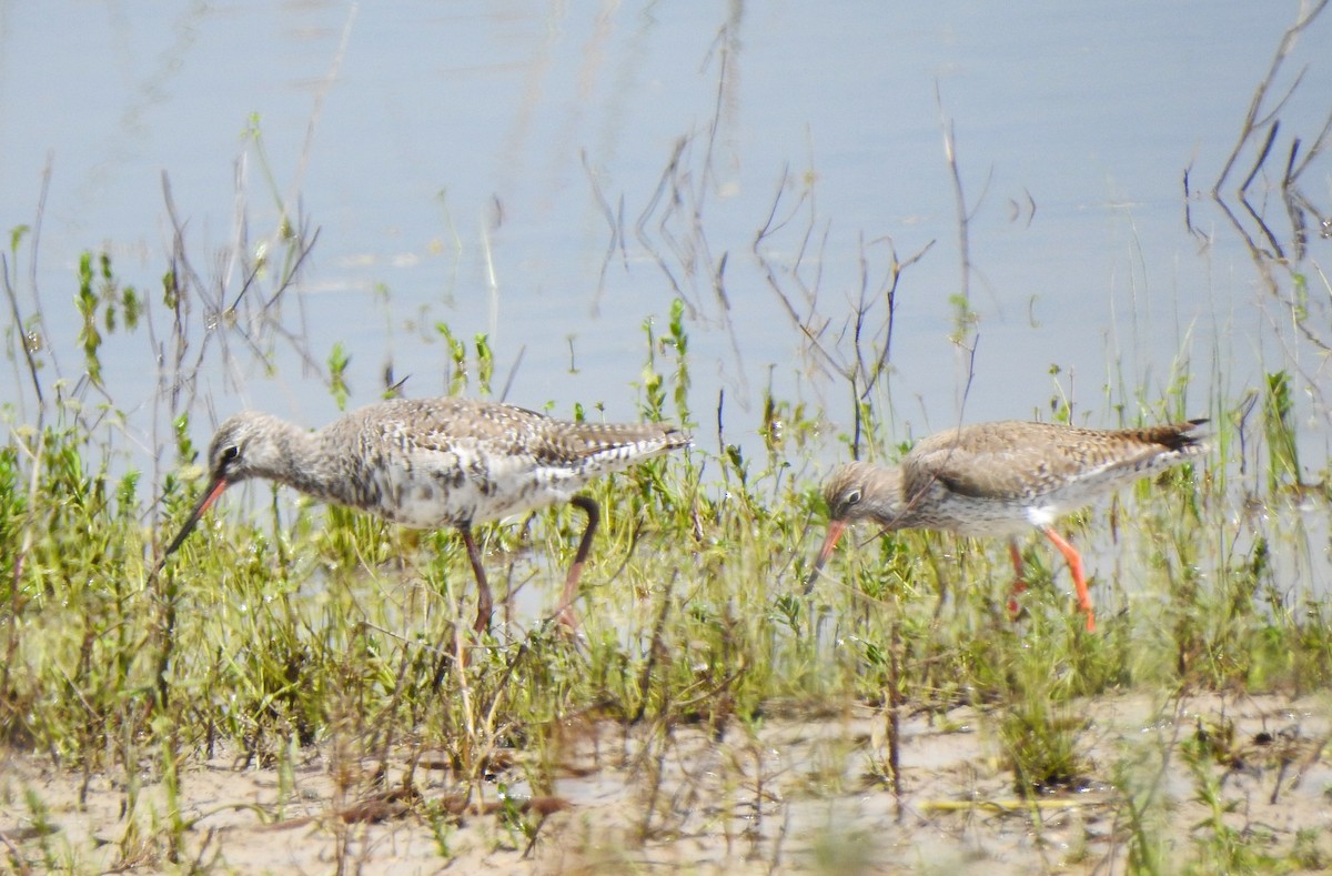 Spotted Redshank - ML618032957