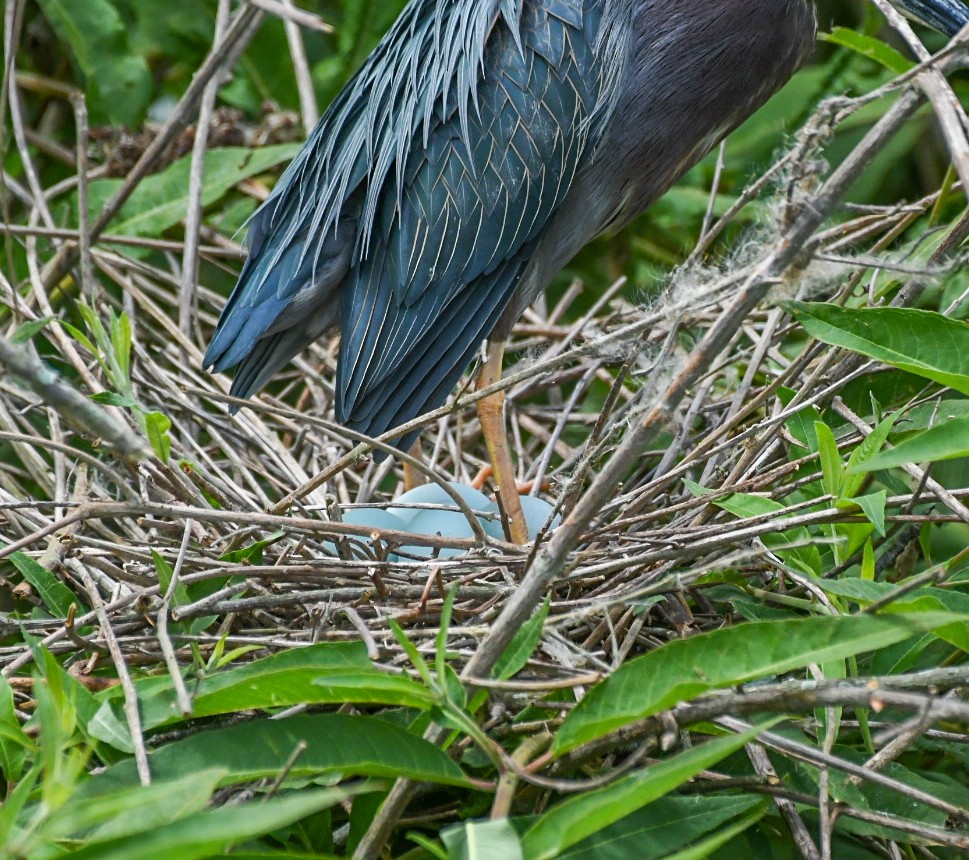 Green Heron - Jenn Clementoni