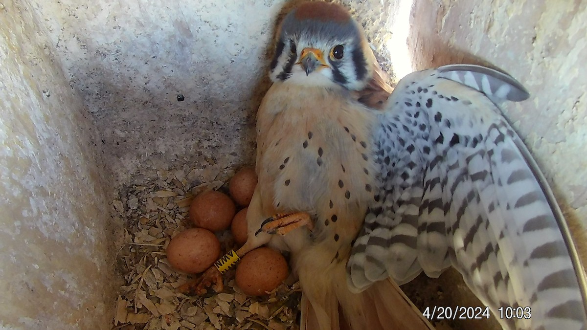 American Kestrel - ML618032981