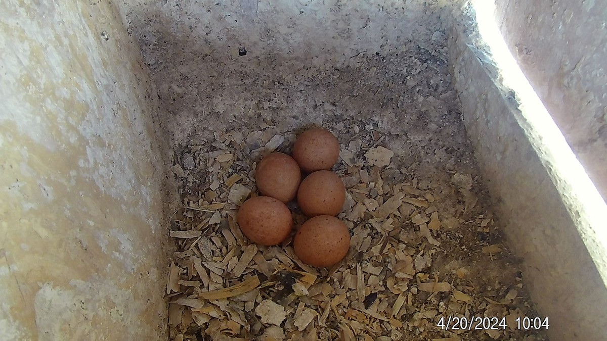 American Kestrel - ML618032982