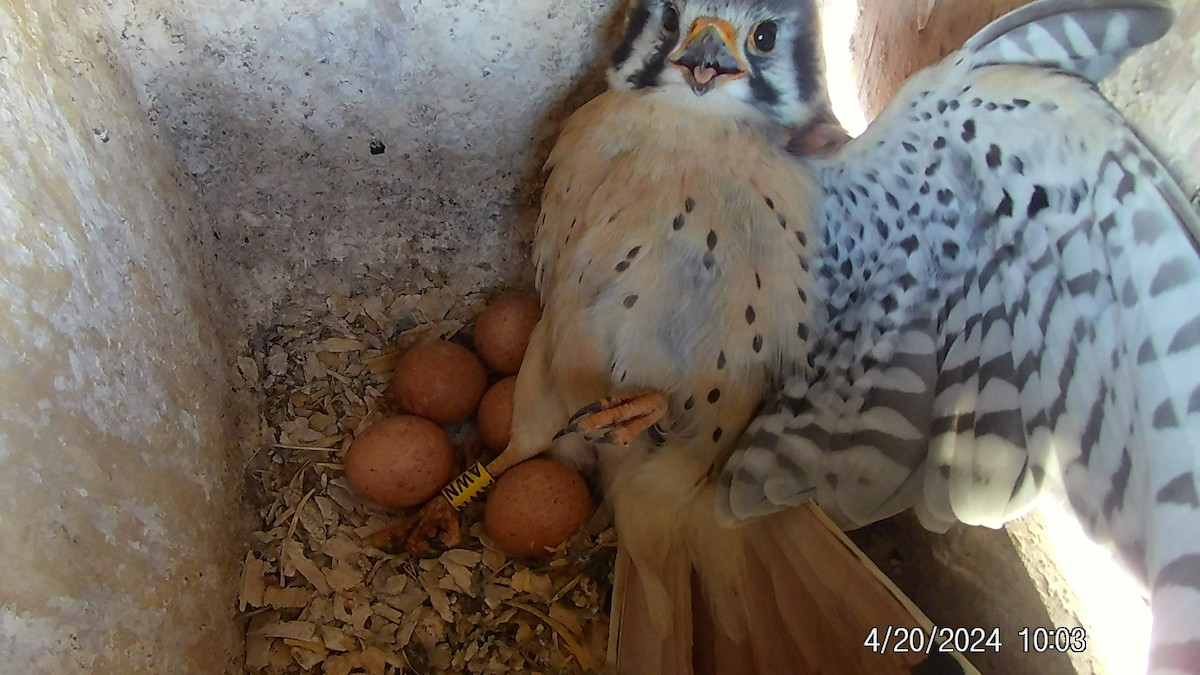 American Kestrel - ML618032983