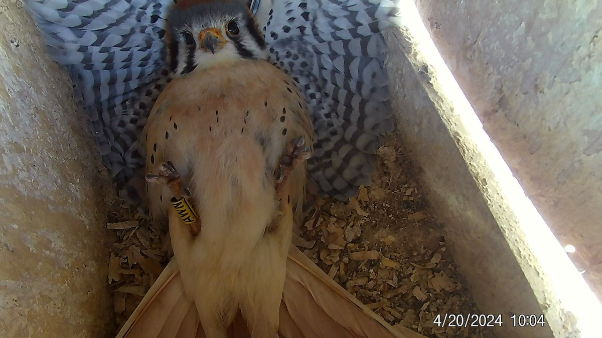 American Kestrel - ML618032985