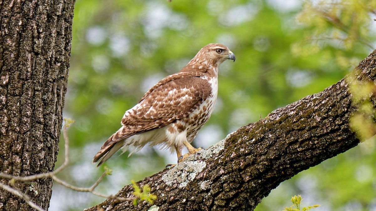 káně rudochvostá - ML618033005