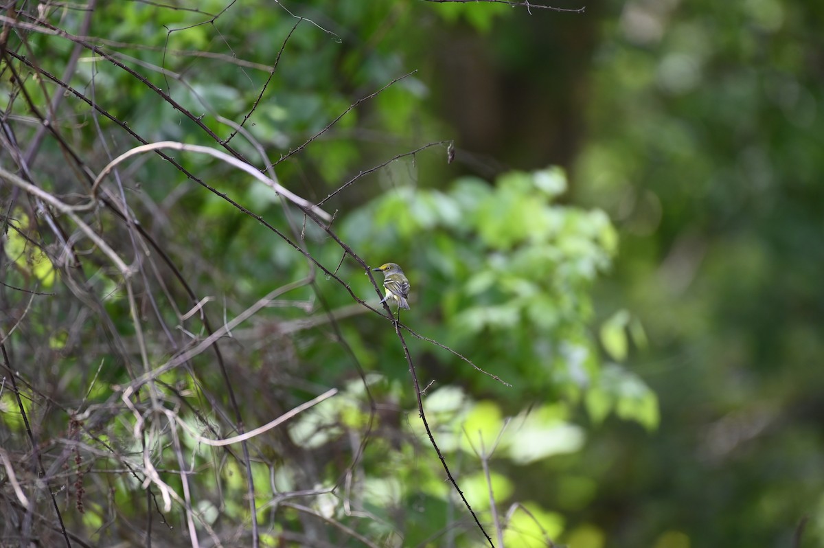 White-eyed Vireo - ML618033008