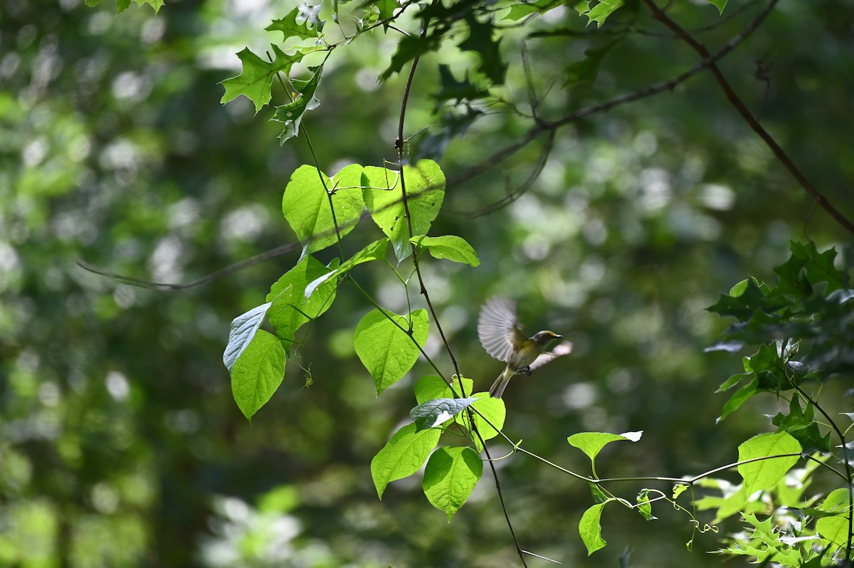 White-eyed Vireo - Taylor Naquin