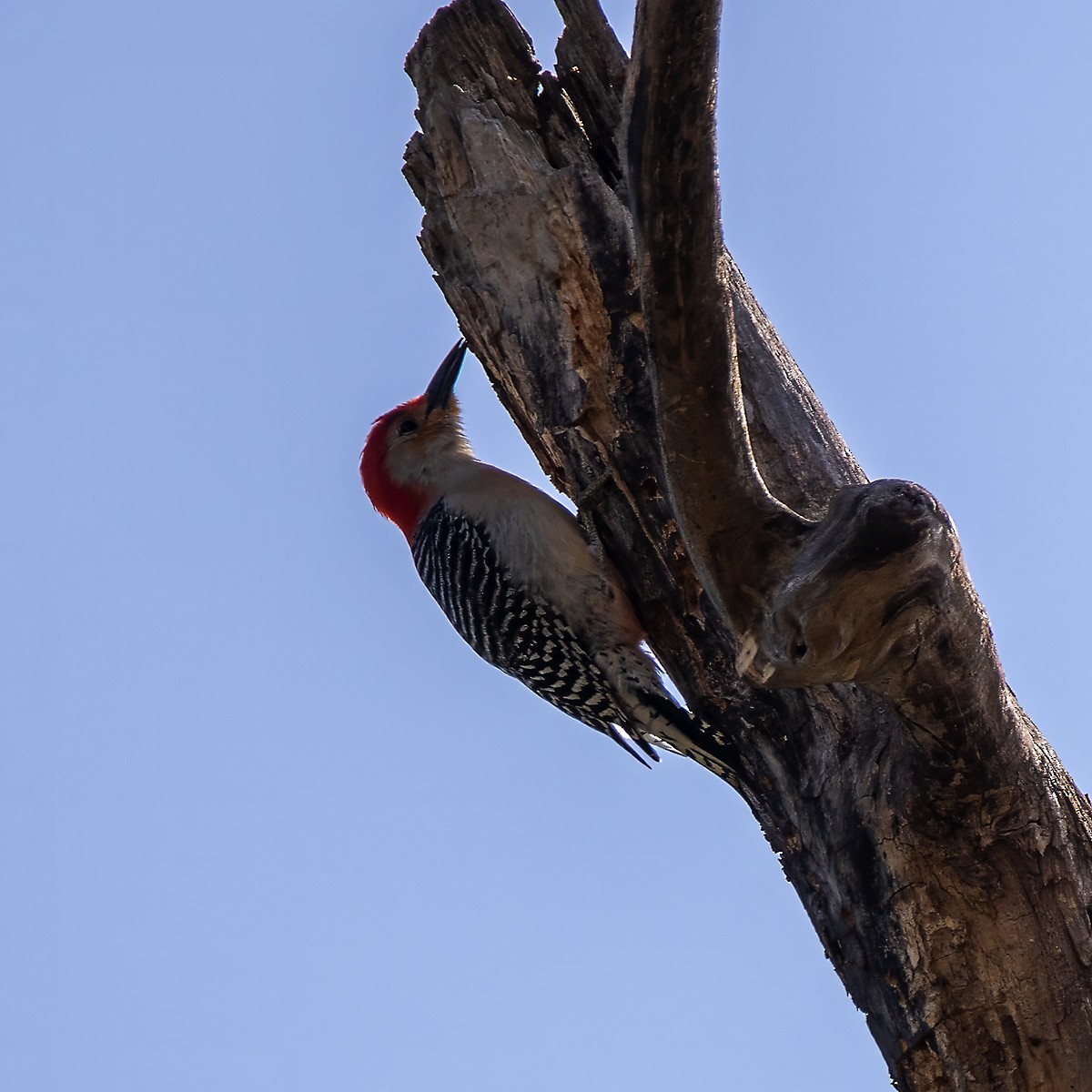Red-bellied Woodpecker - ML618033030